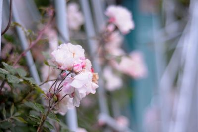 Close-up of fresh white flowers blooming on tree