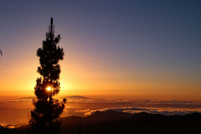 Silhouette of tree at sunset