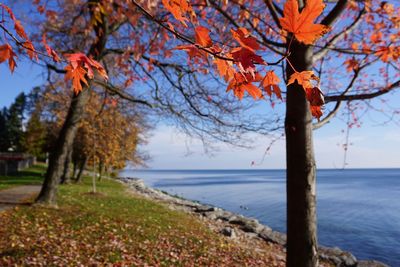 Close-up of tree by sea against sky