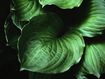 Close-up of fresh green leaves