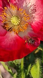 Close-up of insect on red flower