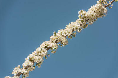 Low angle view of white flowers on tree