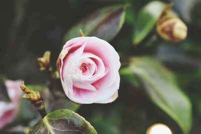 Close-up of pink rose