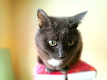 Close-up portrait of cat at home