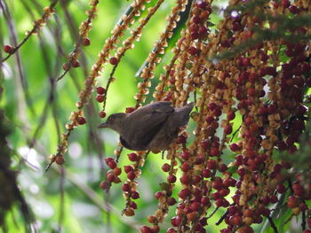 Close-up of plant