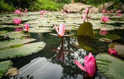 Pink lotus water lily in lake