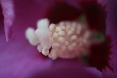 Macro shot of pink flower