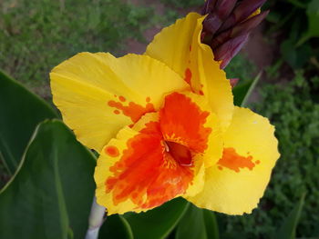 Close-up of yellow flower