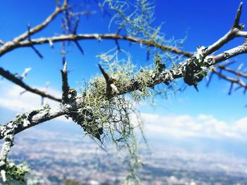 Low angle view of branches against blue sky