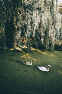 View of swans in calm water