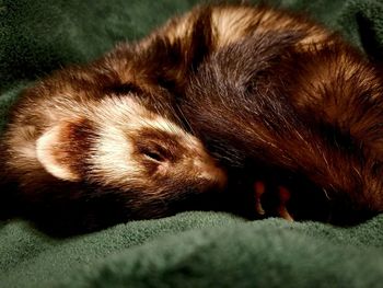 Close-up of a sleeping cat