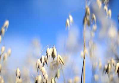 Close-up of crops against blue sky