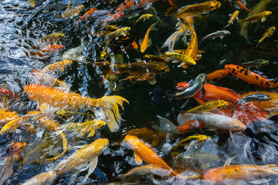 Fish swimming in sea , koi fish ,crab fish