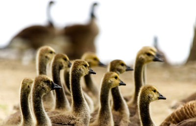 Close-up of birds on the land