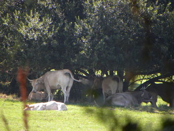 Horses in park