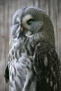 Close-up of a bird