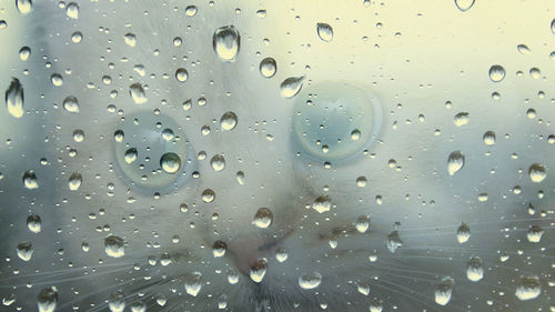 Full frame shot of water drops on window