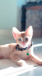 Close-up portrait of a kitten