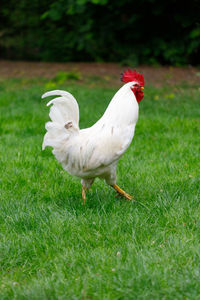 Proud rooster on green meadow in summer.