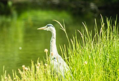 Bird in a lake