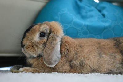 Close-up of rabbit
