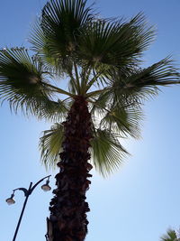 Low angle view of palm tree against clear sky