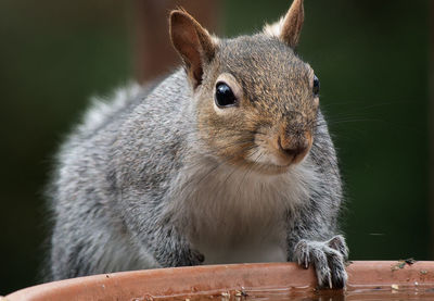 Close-up of squirrel