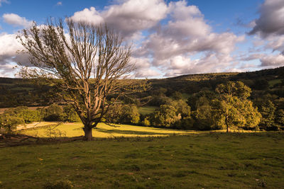 Trees on field against sky