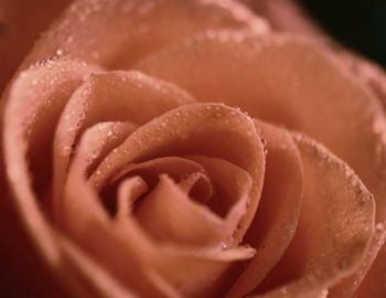 Close-up of rose in ice cream