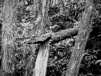 Close-up of lizard on tree in forest