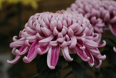 Close-up of pink dahlia flowers