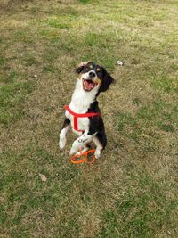 High angle view of dog running on field