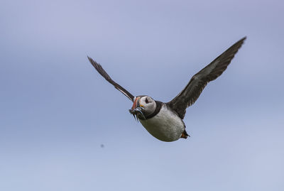 Low angle view of atlantic puffin carrying fish in mouth while flying against sky