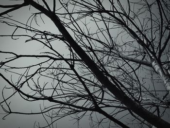 Low angle view of bare tree against sky