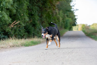 Dog running on road