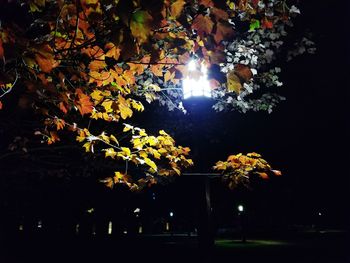 Trees against sky at night