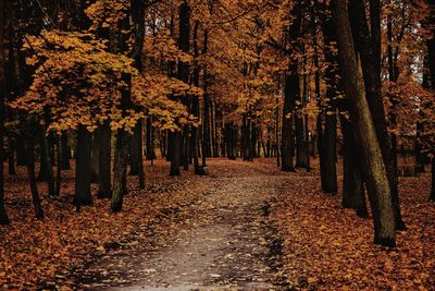 Trees in forest during autumn