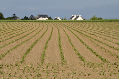 Scenic view of agricultural field against sky