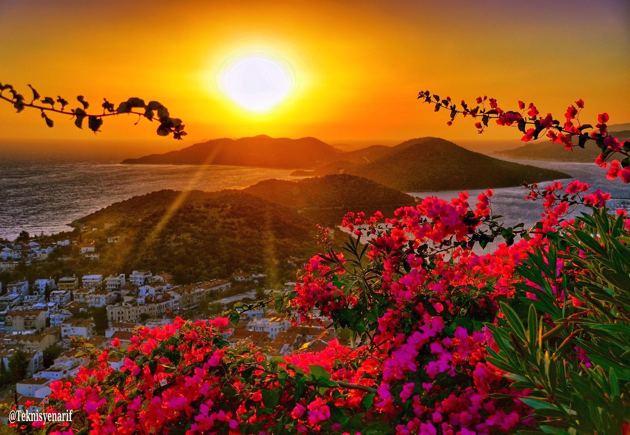 CLOSE-UP OF FLOWERS GROWING AT BEACH AGAINST SKY