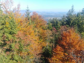 Plants and trees in forest during autumn