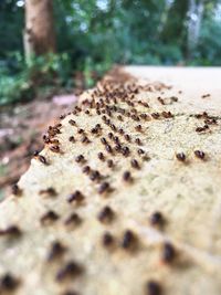 Close-up of bee on water