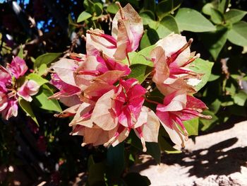 Close-up of pink flowering plant