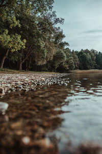 Surface level of water flowing in forest against sky