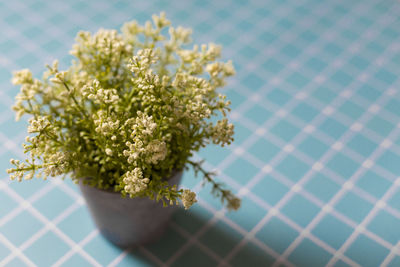 Close-up of white flowering plant on table