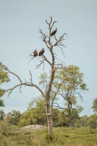 Low angle view of bird perching on tree against sky