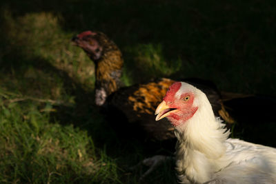 Portrait of a rooster, sunlight 