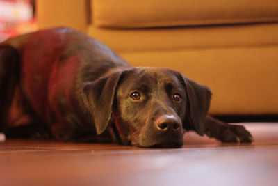 Portrait of black dog at home