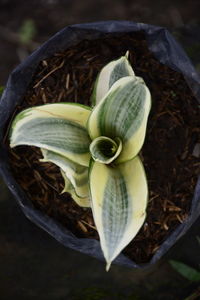 High angle view of plant growing on field