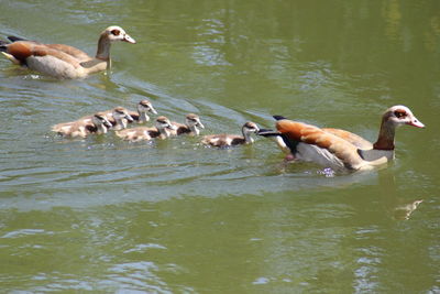 Ducks swimming in lake