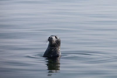 Baltic grey seal in water